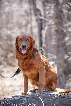 hilltopgoldenretriever_0125