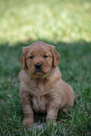 hilltopgoldenretriever_0070