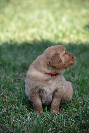 hilltopgoldenretriever_0001