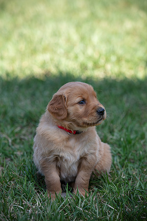 hilltopgoldenretriever_0002