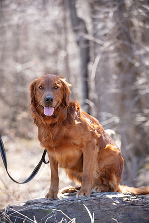 hilltopgoldenretriever_0124