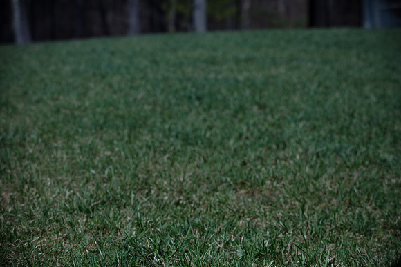 hilltopgoldenretriever_0097