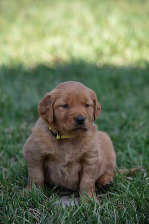hilltopgoldenretriever_0044