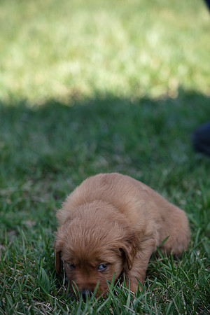 hilltopgoldenretriever_0026