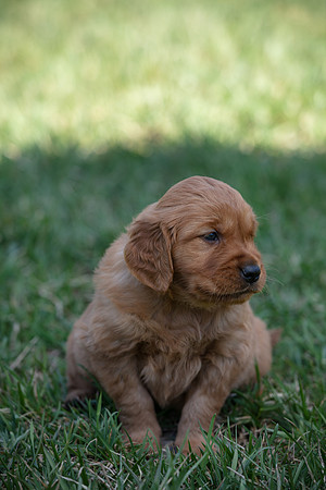 hilltopgoldenretriever_0015
