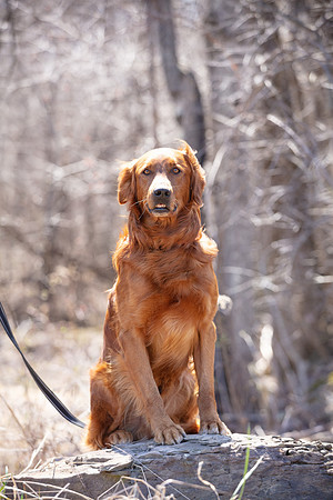 hilltopgoldenretriever_0121