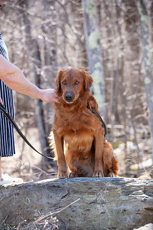 hilltopgoldenretriever_0134