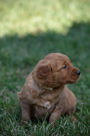 hilltopgoldenretriever_0049