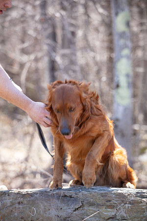 hilltopgoldenretriever_0130