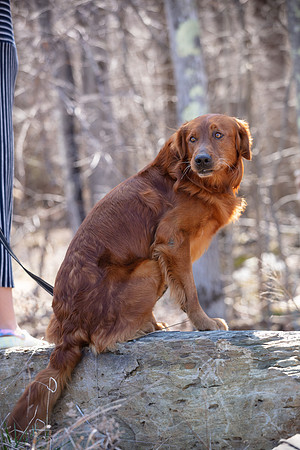 hilltopgoldenretriever_0131