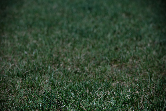 hilltopgoldenretriever_0084