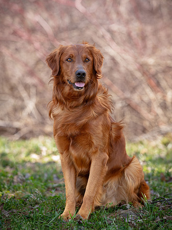 hilltopgoldenretriever_0356