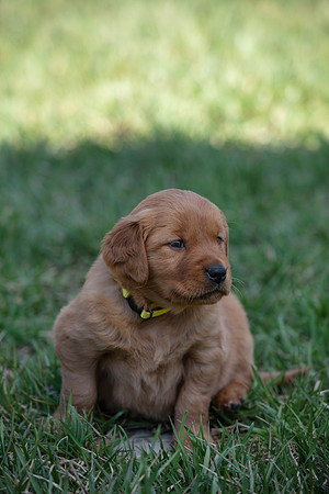 hilltopgoldenretriever_0041