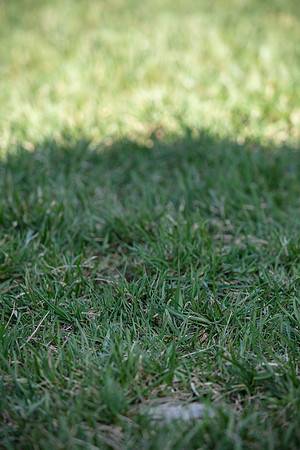 hilltopgoldenretriever_0025