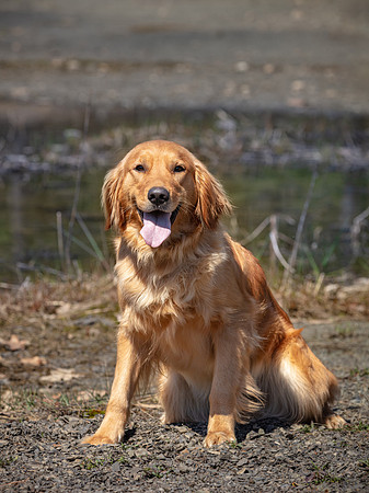 hilltopgoldenretriever_0518