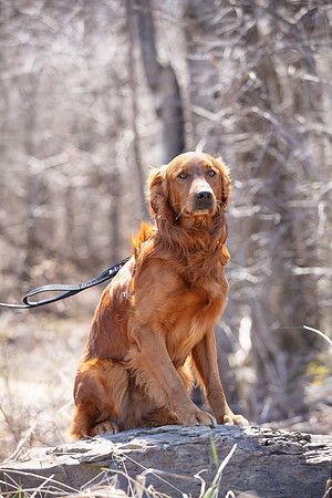 hilltopgoldenretriever_0115