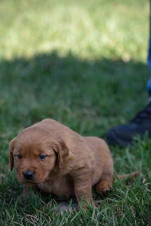hilltopgoldenretriever_0034