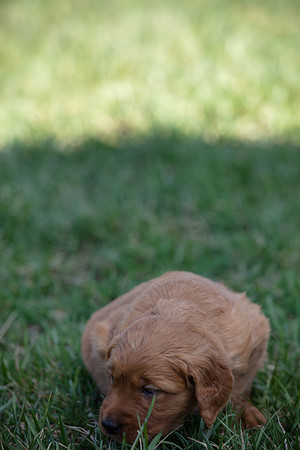 hilltopgoldenretriever_0047