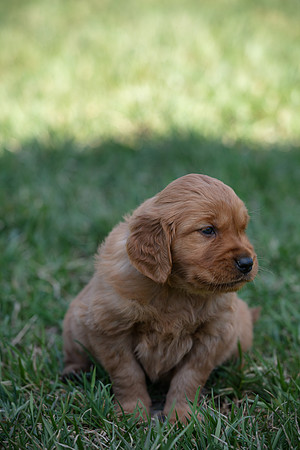 hilltopgoldenretriever_0014