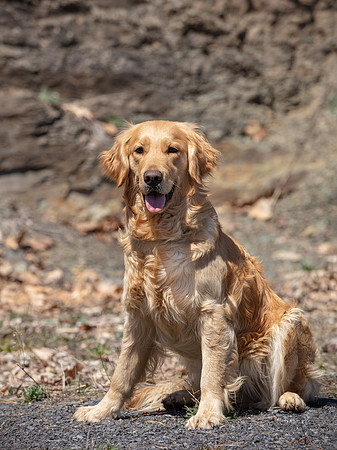 hilltopgoldenretriever_0405