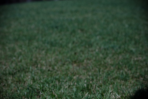 hilltopgoldenretriever_0077