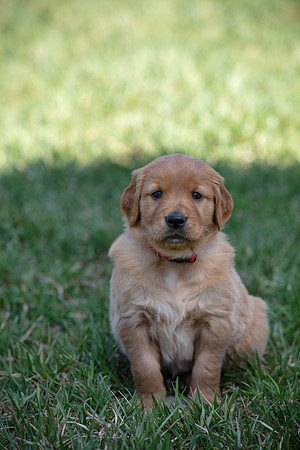 hilltopgoldenretriever_0006