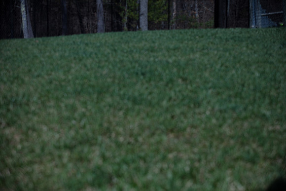 hilltopgoldenretriever_0105