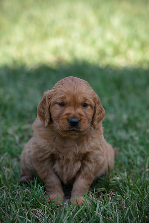 hilltopgoldenretriever_0017