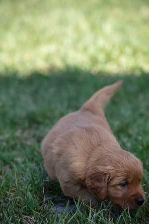 hilltopgoldenretriever_0029