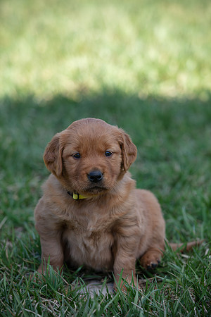 hilltopgoldenretriever_0045