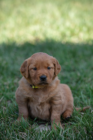 hilltopgoldenretriever_0046
