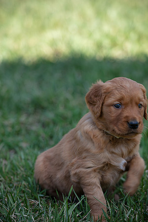 hilltopgoldenretriever_0059