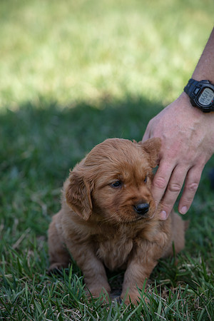 hilltopgoldenretriever_0011