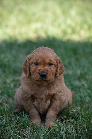 hilltopgoldenretriever_0019