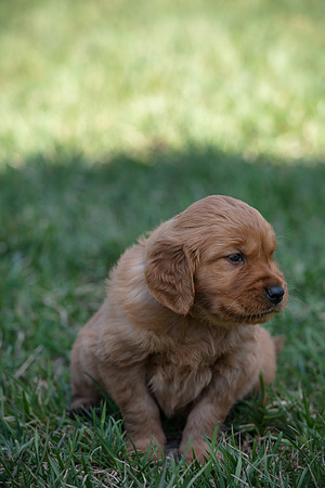hilltopgoldenretriever_0013