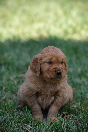 hilltopgoldenretriever_0016