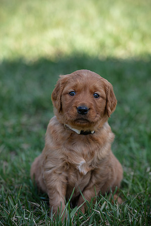 hilltopgoldenretriever_0056