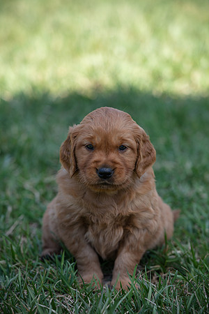 hilltopgoldenretriever_0023