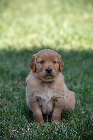 hilltopgoldenretriever_0005