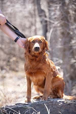 hilltopgoldenretriever_0123