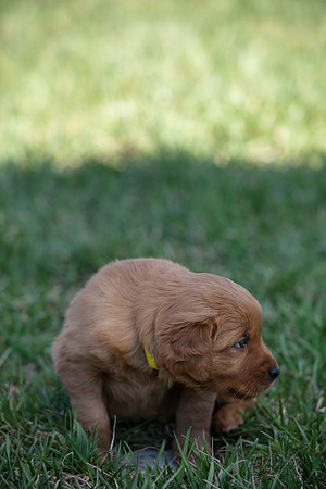 hilltopgoldenretriever_0033