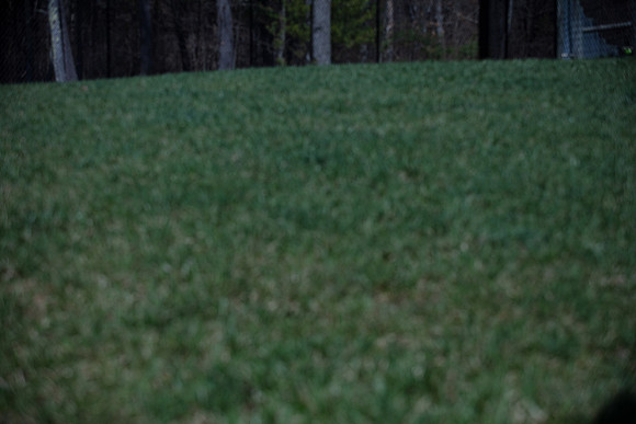 hilltopgoldenretriever_0107