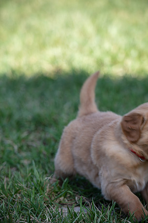 hilltopgoldenretriever_0010
