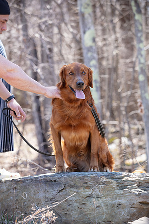 hilltopgoldenretriever_0136