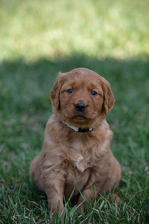 hilltopgoldenretriever_0057