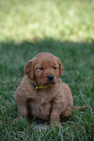 hilltopgoldenretriever_0043