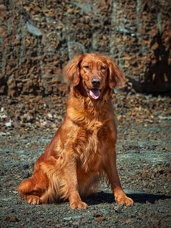 hilltopgoldenretriever_0544