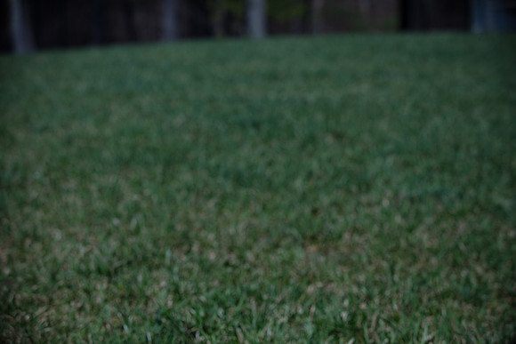 hilltopgoldenretriever_0095