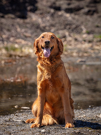 hilltopgoldenretriever_0471