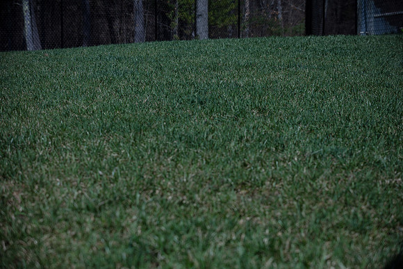hilltopgoldenretriever_0103